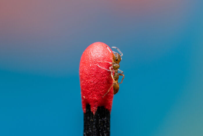 23 Amazing Shots Featuring Various Species Of Animals By This Photographer