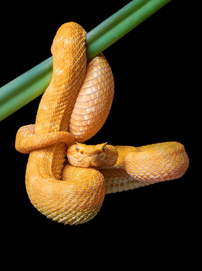 23 Amazing Shots Featuring Various Species Of Animals By This Photographer