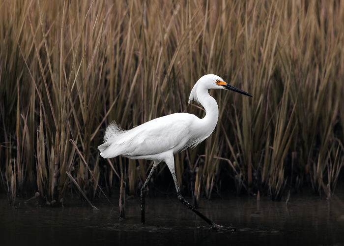 23 Amazing Shots Featuring Various Species Of Animals By This Photographer
