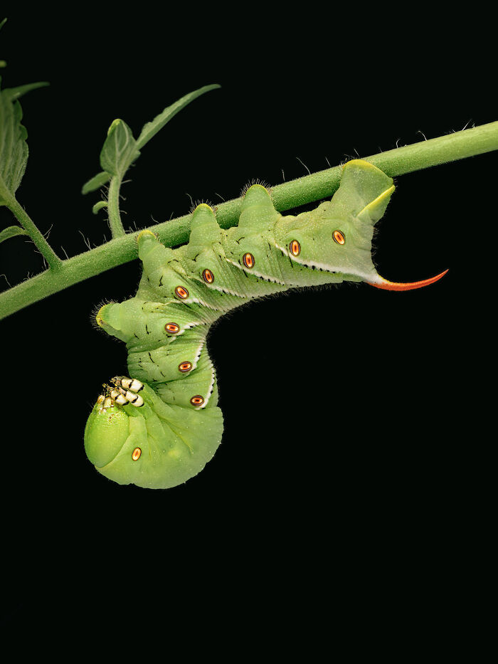 23 Amazing Shots Featuring Various Species Of Animals By This Photographer