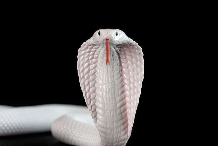 23 Amazing Shots Featuring Various Species Of Animals By This Photographer