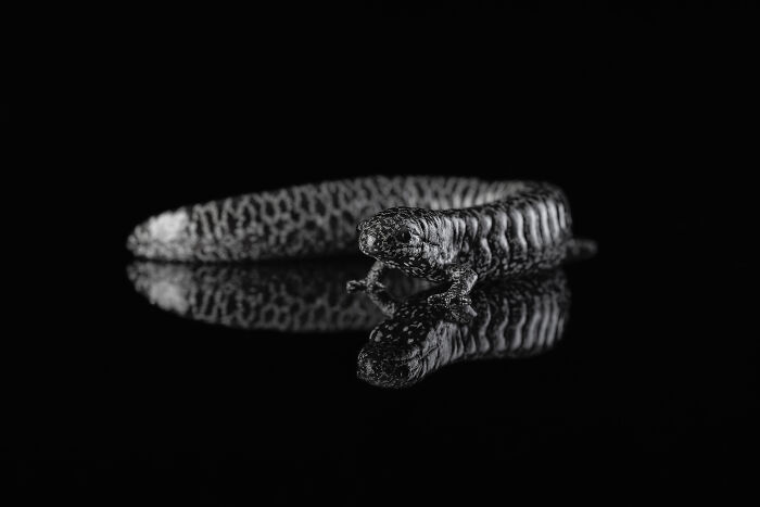 23 Amazing Shots Featuring Various Species Of Animals By This Photographer