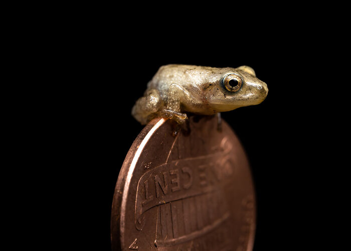 23 Amazing Shots Featuring Various Species Of Animals By This Photographer