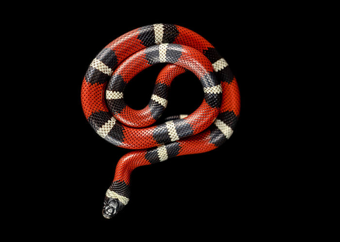 23 Amazing Shots Featuring Various Species Of Animals By This Photographer
