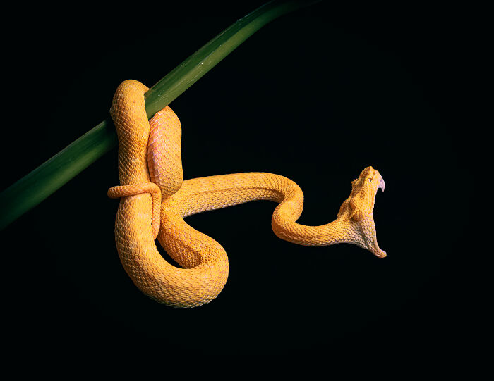 23 Amazing Shots Featuring Various Species Of Animals By This Photographer