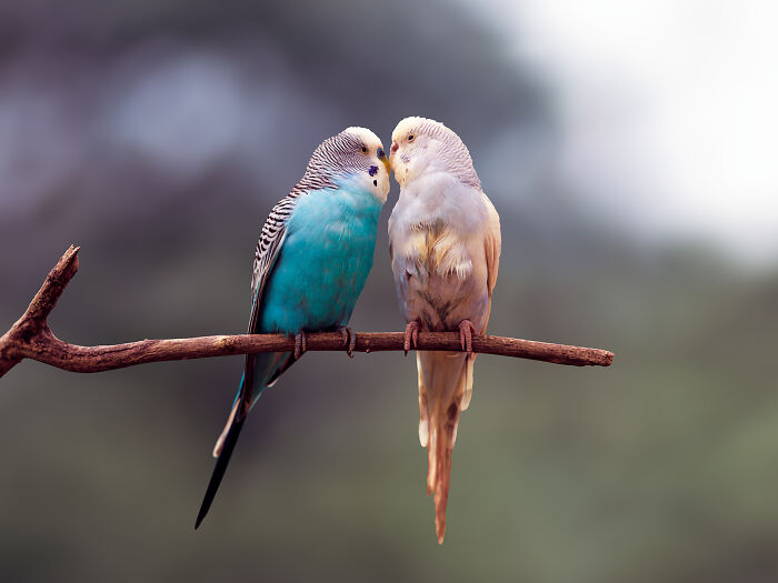 23 Amazing Shots Featuring Various Species Of Animals By This Photographer