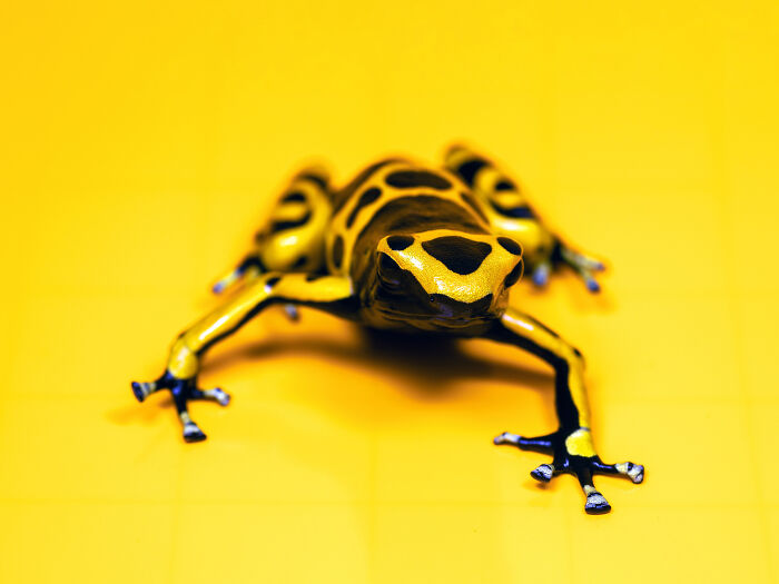 23 Amazing Shots Featuring Various Species Of Animals By This Photographer