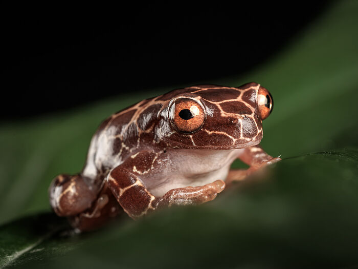 23 Amazing Shots Featuring Various Species Of Animals By This Photographer