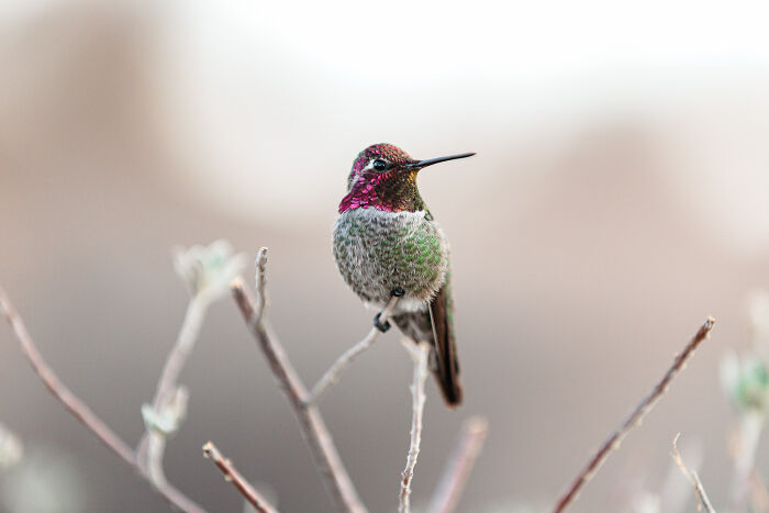 23 Amazing Shots Featuring Various Species Of Animals By This Photographer