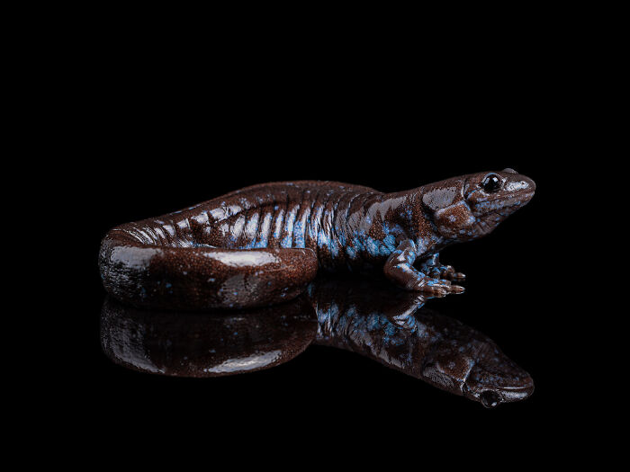 23 Amazing Shots Featuring Various Species Of Animals By This Photographer
