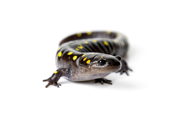 23 Amazing Shots Featuring Various Species Of Animals By This Photographer