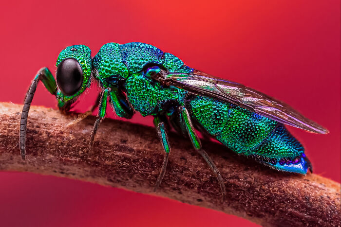 23 Amazing Shots Featuring Various Species Of Animals By This Photographer