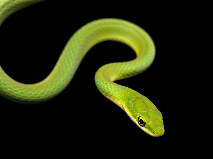 23 Amazing Shots Featuring Various Species Of Animals By This Photographer