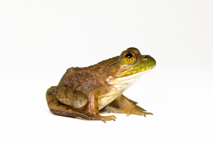 23 Amazing Shots Featuring Various Species Of Animals By This Photographer