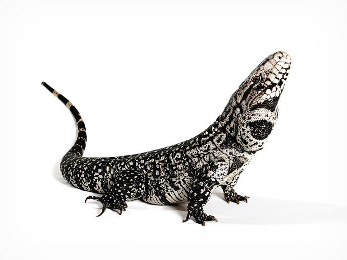 23 Amazing Shots Featuring Various Species Of Animals By This Photographer