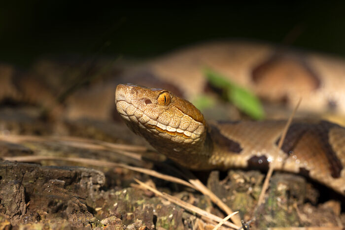 23 Amazing Shots Featuring Various Species Of Animals By This Photographer