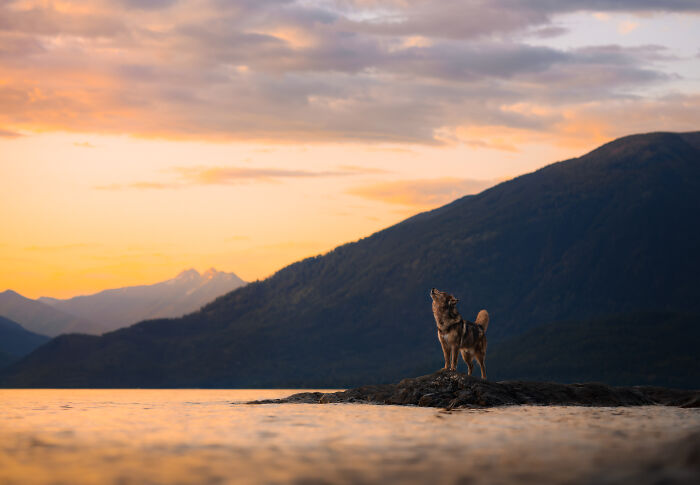 44 Award-Winning Photos That Show Just How Photogenic Pets Can Be