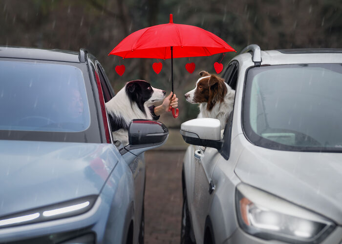 44 Award-Winning Photos That Show Just How Photogenic Pets Can Be