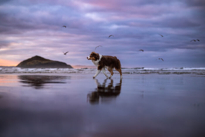 44 Award-Winning Photos That Show Just How Photogenic Pets Can Be