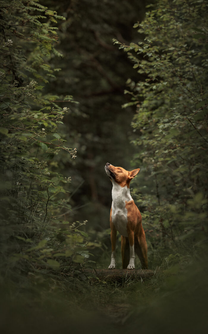 44 Award-Winning Photos That Show Just How Photogenic Pets Can Be
