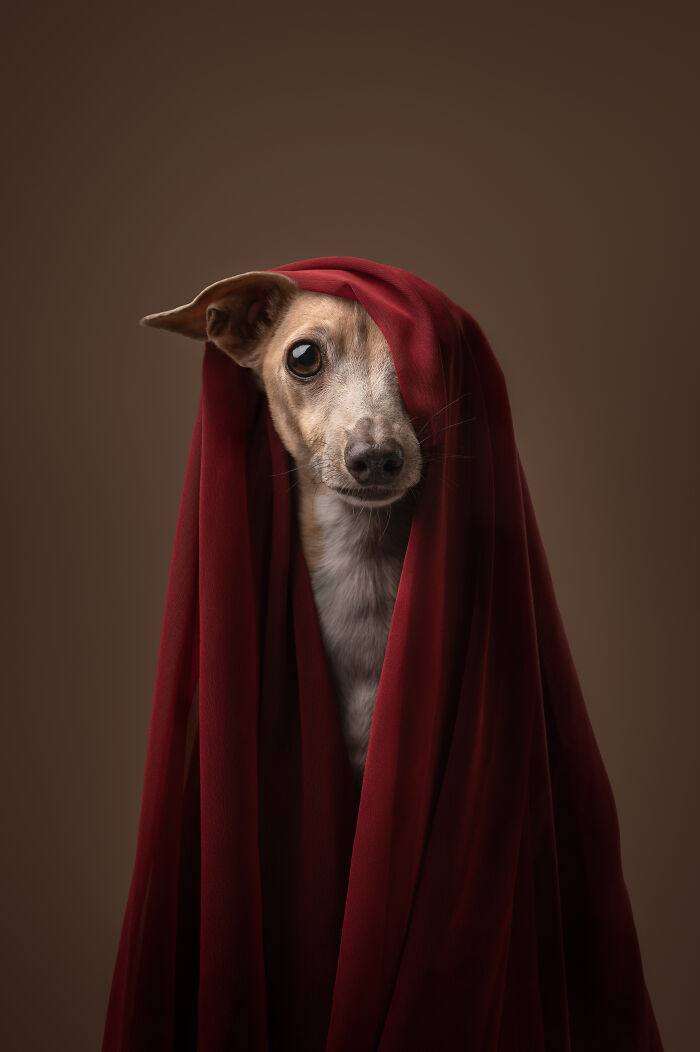 44 Award-Winning Photos That Show Just How Photogenic Pets Can Be