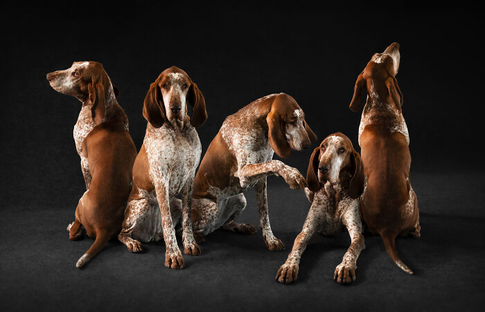 44 Award-Winning Photos That Show Just How Photogenic Pets Can Be