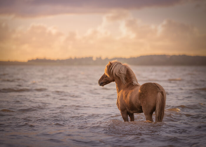 44 Award-Winning Photos That Show Just How Photogenic Pets Can Be