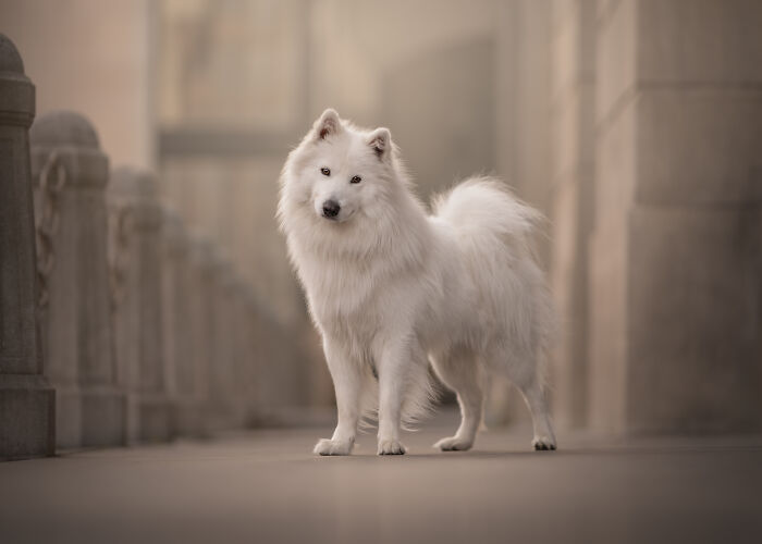 44 Award-Winning Photos That Show Just How Photogenic Pets Can Be