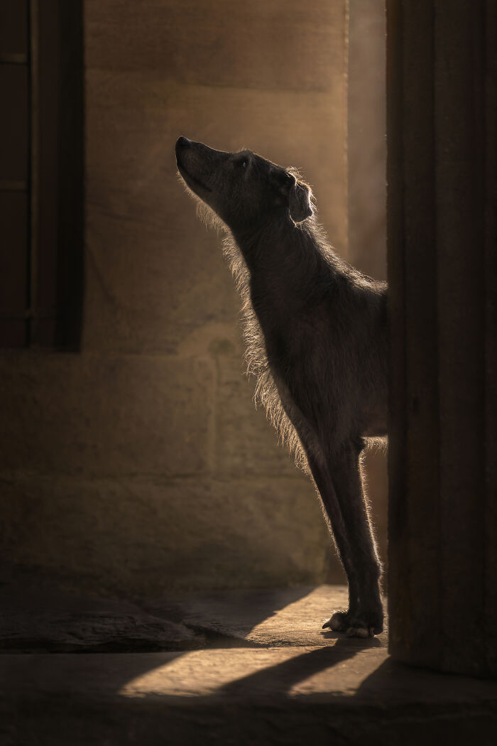 44 Award-Winning Photos That Show Just How Photogenic Pets Can Be