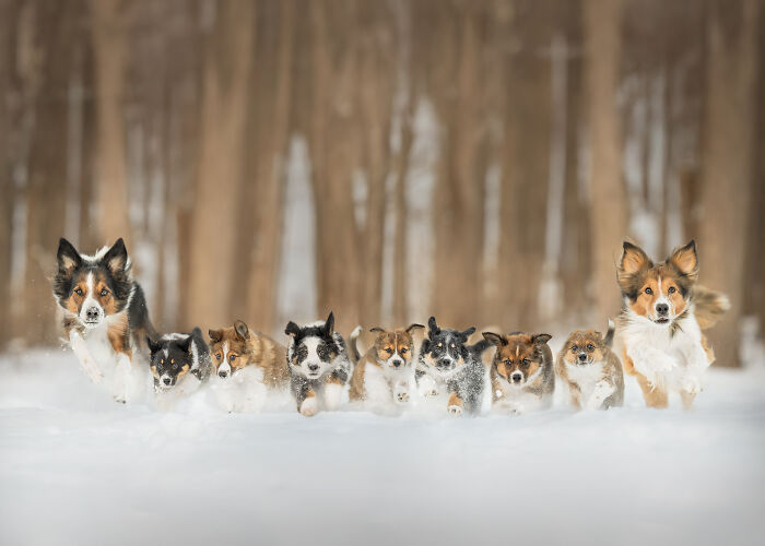 44 Award-Winning Photos That Show Just How Photogenic Pets Can Be