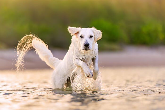 44 Award-Winning Photos That Show Just How Photogenic Pets Can Be