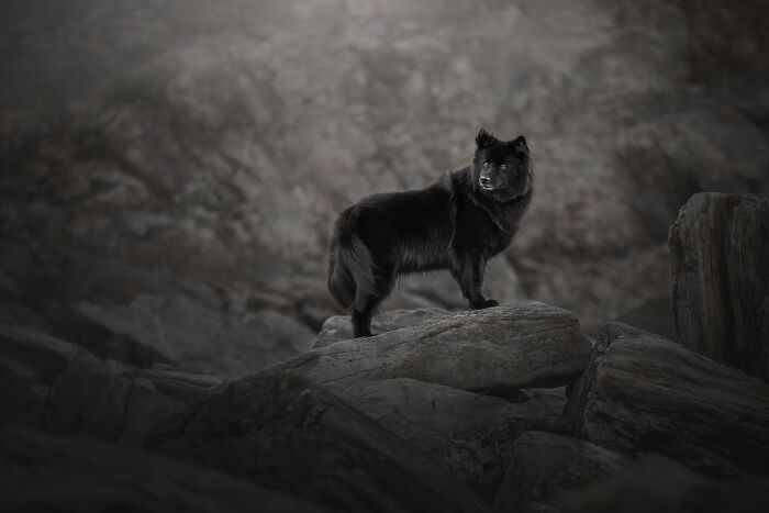 44 Award-Winning Photos That Show Just How Photogenic Pets Can Be