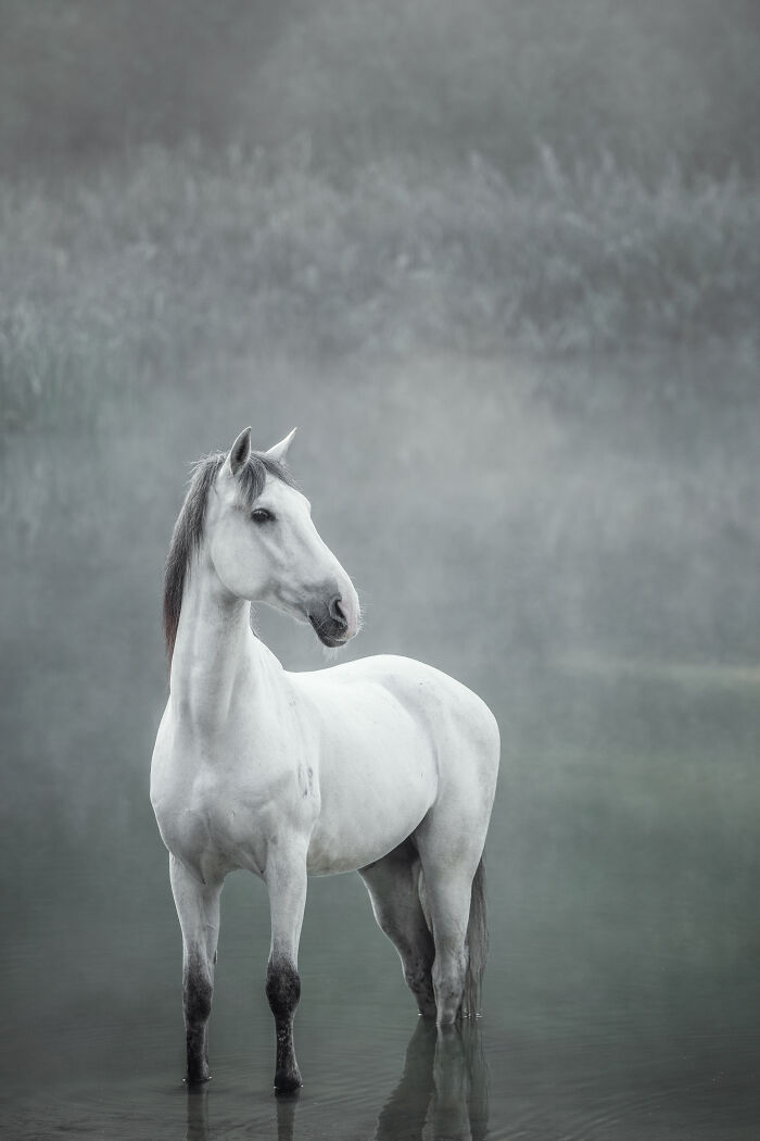 44 Award-Winning Photos That Show Just How Photogenic Pets Can Be