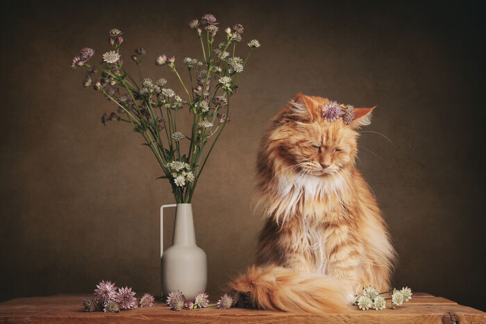 44 Award-Winning Photos That Show Just How Photogenic Pets Can Be