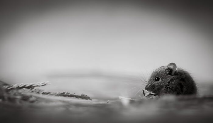 44 Award-Winning Photos That Show Just How Photogenic Pets Can Be