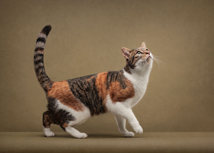 44 Award-Winning Photos That Show Just How Photogenic Pets Can Be