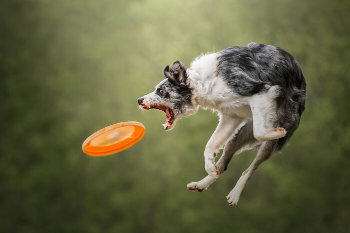 44 Award-Winning Photos That Show Just How Photogenic Pets Can Be