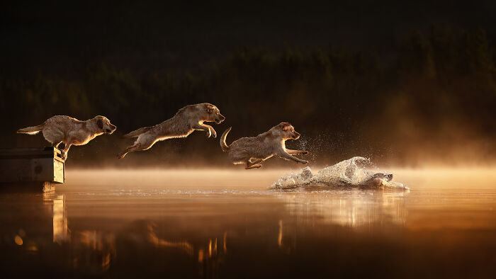 44 Award-Winning Photos That Show Just How Photogenic Pets Can Be