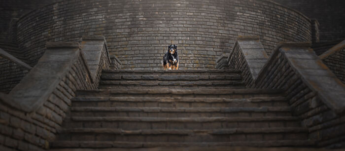 44 Award-Winning Photos That Show Just How Photogenic Pets Can Be