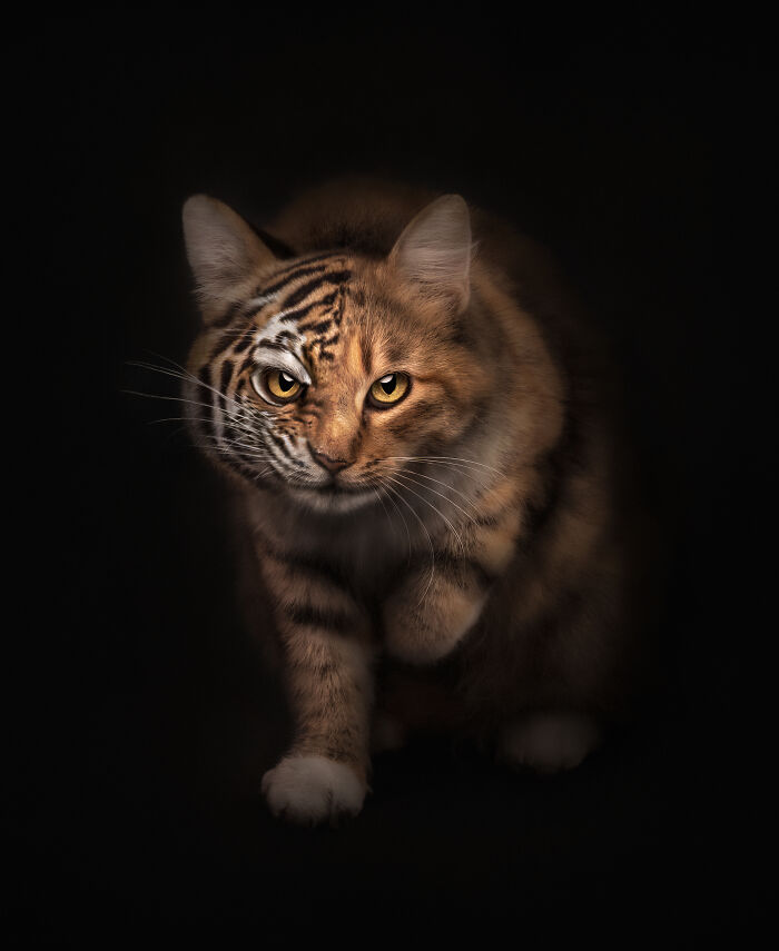 44 Award-Winning Photos That Show Just How Photogenic Pets Can Be