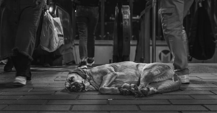 44 Award-Winning Photos That Show Just How Photogenic Pets Can Be