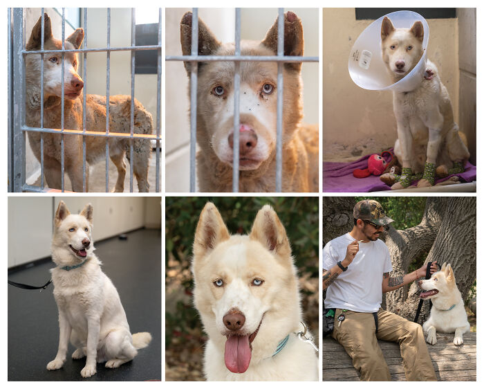 44 Award-Winning Photos That Show Just How Photogenic Pets Can Be