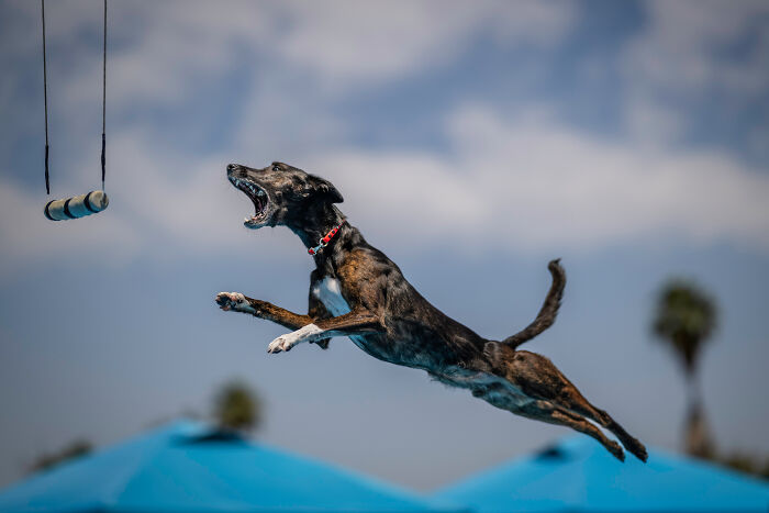 44 Award-Winning Photos That Show Just How Photogenic Pets Can Be