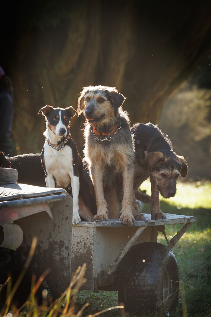 44 Award-Winning Photos That Show Just How Photogenic Pets Can Be
