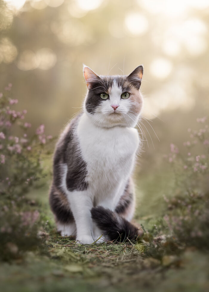 44 Award-Winning Photos That Show Just How Photogenic Pets Can Be