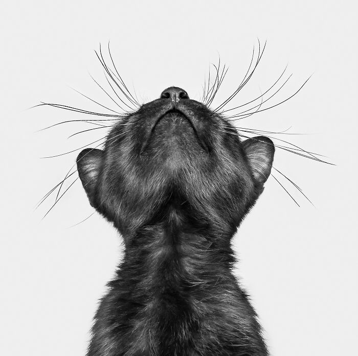 44 Award-Winning Photos That Show Just How Photogenic Pets Can Be