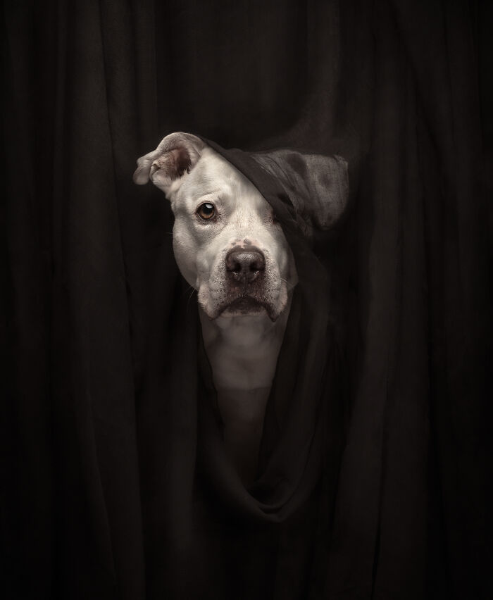 44 Award-Winning Photos That Show Just How Photogenic Pets Can Be