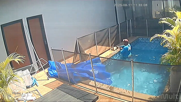 Man’s Split-Second Decision Saves Blind Dog From Drowning In Pool