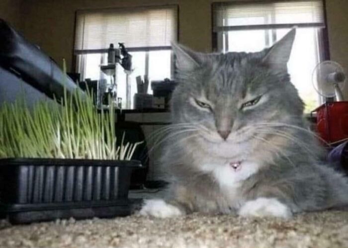 46 Cats Who Are Up To No Good But Are Still Cute 46 Cats Who Are Up To No Good But Are Still Cute