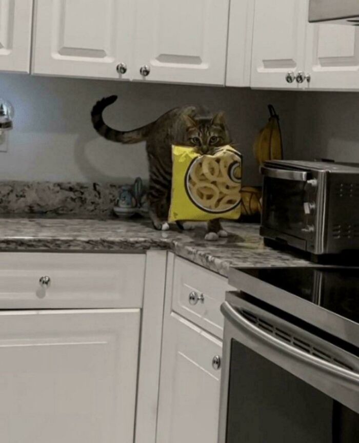46 Cats Who Are Up To No Good But Are Still Cute 46 Cats Who Are Up To No Good But Are Still Cute